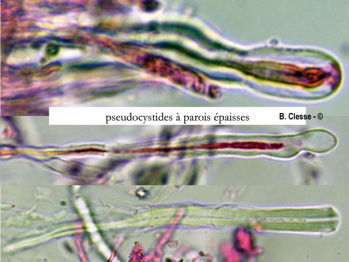 Dacryobolus karstenii